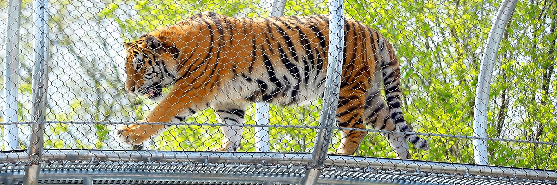 It is also a good choice to applying stainless steel cable mesh as animal enclosing netting as the mesh is flexible enough to minimize damages to the animals.
