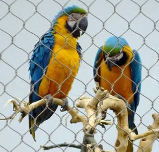Two parrots are playing at ease in the restricted areas enclosed by stainless steel aviary netting.